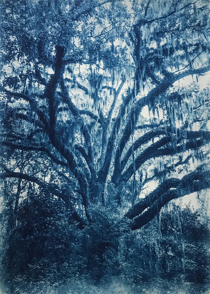 Thomas Hager
Live Oak Study I, 2/12, 2020
HAG641
cyanotype, 42 x 30 inches full bleed