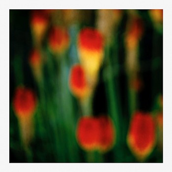 John Huggins (LA) -&nbsp;Flora #9 ed. of 23, 1/23, 2019 pigment print 36 x 36 inch paper / 32 x 32 inch image, ed. of 23 | 53 x 53 inch paper, ed. of 7 HUGG400