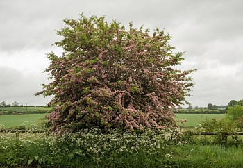 Susanna Howe -&nbsp;Burst, edition of 9, 2017 c-print 35 1/2 x 55 1/2 inch image / 39 1/4 x 59 1/2 inch paper / 40 3/4 x 61 inch frame HOWE008