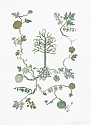 Susan Graham (LA), Future Garden (Forrest)
2021, chine colle paper cut out and ukiyo-e woodblock print on cotton paper