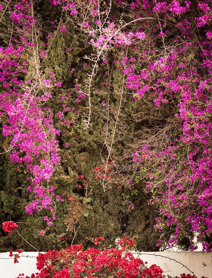 Susanna Howe
Bougainvillea, ed. of 9, 2017
HOWE010
c-print, 57 1/2 x 41 inch paper / 50 x 33 inch image / 59 1/4 x 42 1/2 inch frame