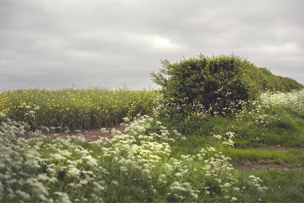 Susanna Howe
End of the Hedge, 2017
HOWE011
c-print, 28 1/2 x 43 inches image