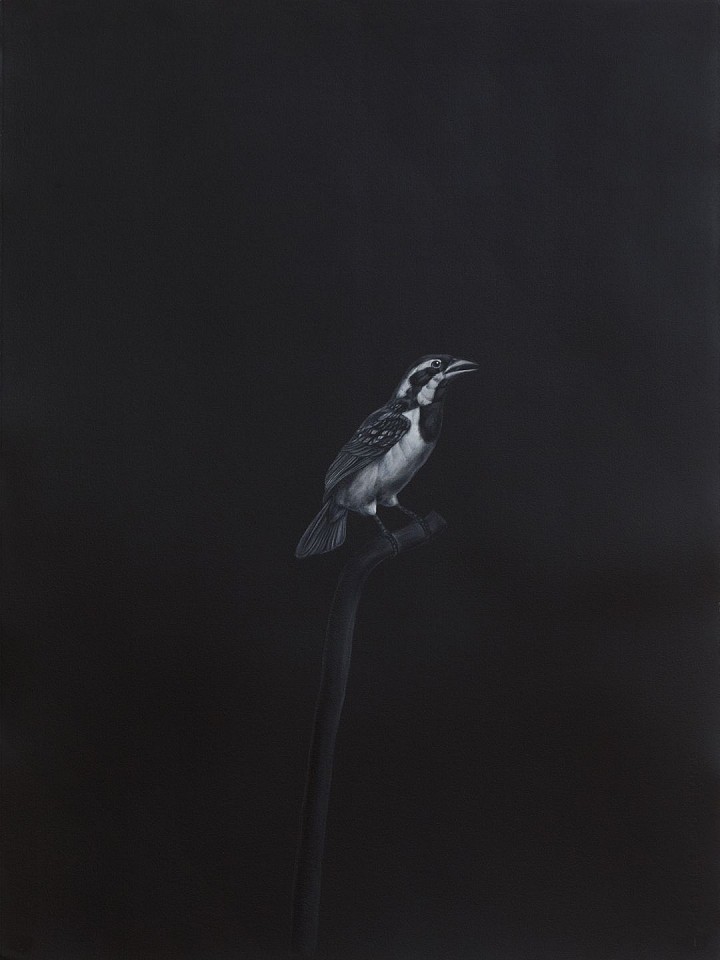 Shelley Reed
Black Throated Sparrow (after Barraband), 2021
REE210
oil on paper, 30 x 22 1/2 inches / 33 1/4 x 26 inch frame