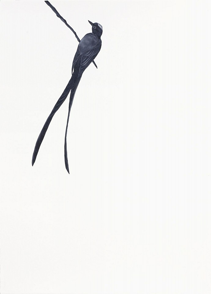 Shelley Reed (LA)
Fork-tailed Kingbird (after Audubon), 2021
REE208
oil on paper, 41 x 29 1/2 inches