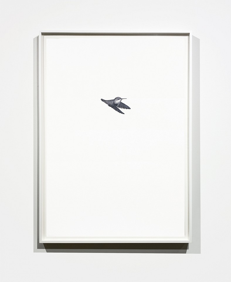 Shelley Reed
Hummingbird 5, 2021
REE206
oil on paper, 41 x 29 1/2 inches