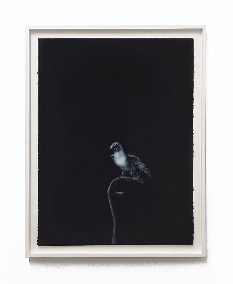 Shelley Reed
Red-Cheeked Parrot, 2023
REE267
oil on paper, 30 x 22 inches / 33 1/4 x 26 inches framed