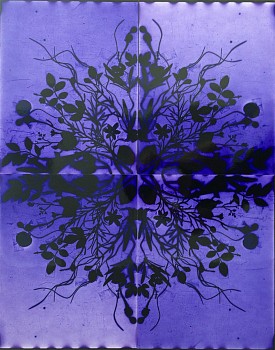 Wendy Small -&nbsp;Remedy, 2015 color photogram 28 x 22 inches SMA206