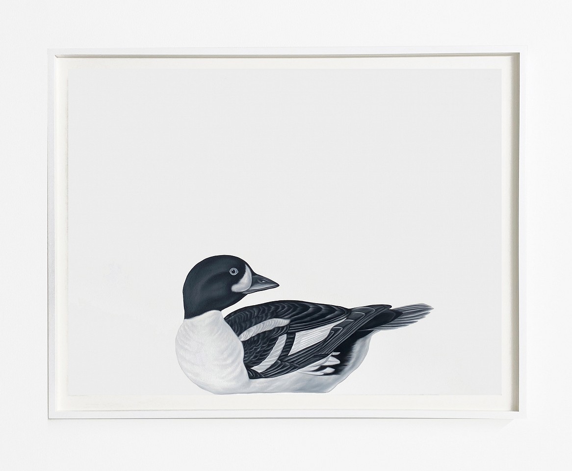 Shelley Reed
Barrow's Goldeneye (after Audubon), 2024
REE290
oil on paper, 22 x 30 inches / 26 x 33 1/4 inches framed