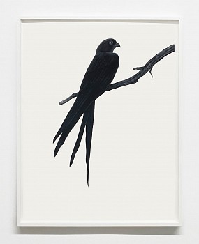 Shelley Reed -&nbsp;Swallow-tailed Hawk, 2024 oil on paper 30 x 22 1/2 inches ree320
