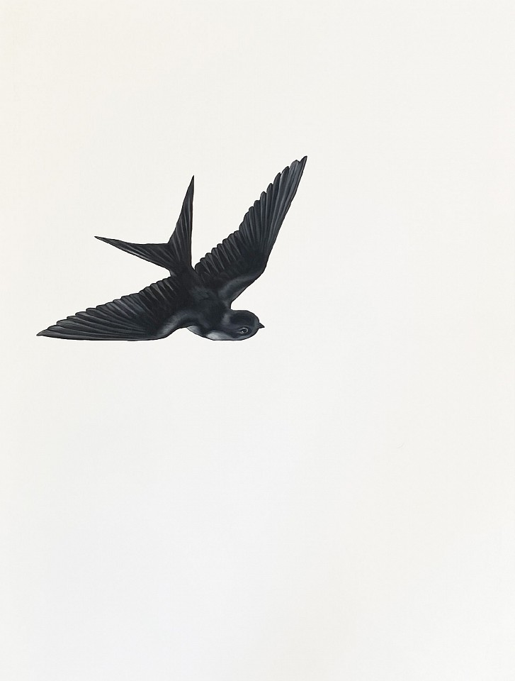 Shelley Reed
Swallow 1 (after Menaboni), 2022
ree343
oil on paper, 30 x 22 1/2 inches