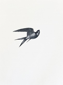 Shelley Reed -&nbsp;Swallow 3 (after Menaboni), 2022 oil on paper 30 x 22 1/2 inches ree345