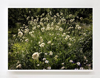 Work:&nbsp;Susanna Howe I Am Scabious Yellow, 2025 c-print 41 x 57 1/2 inches / 42 1/2 x 59 1/4 inches framed HOWE013