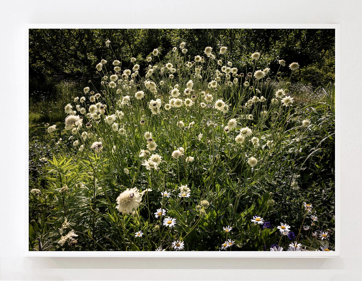 Susanna Howe
I Am Scabious Yellow, 2025
HOWE013
c-print, 41 x 57 1/2 inches / 42 1/2 x 59 1/4 inches framed
1/9