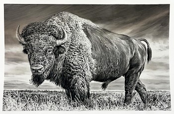 Rick Shaefer -&nbsp;Untitled (Bison XV), 2025 charcoal on vellum 45 x 65 inches shaef130