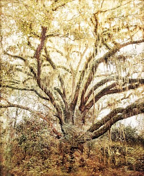 Thomas Hager -&nbsp;Live Oak Study II, 2026 archival pigment print 60 x 49 1/2 inches  HAG708