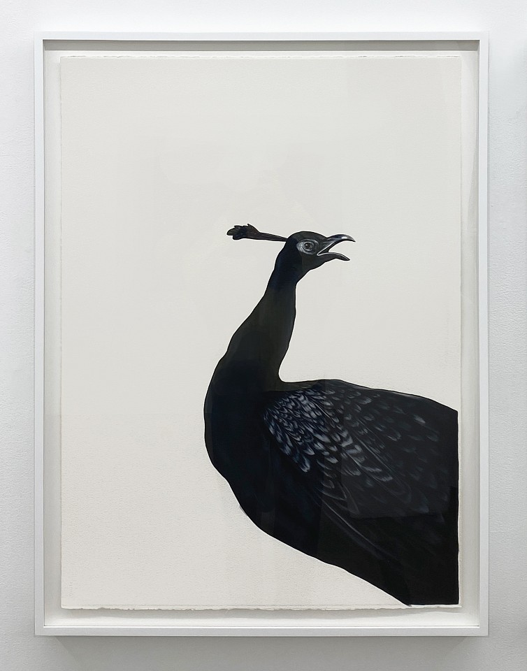 Shelley Reed
Peacock (after Hondecoeter), 2026
ree376
oil on paper, 41 1/2 x 29 1/2 inches / 45 x 34 inches framed