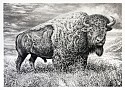Rick Shaefer, Bison XVI
2026, charcoal on vellum