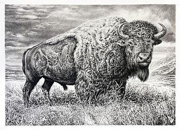 Rick Shaefer -&nbsp;Bison XVI, 2026 charcoal on vellum 42 x 60 inches shaef132