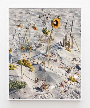 Tyler Haughey -&nbsp;Tilden Sunflower, 2026 archival pigment print 50 x 40 inches HAUGH044