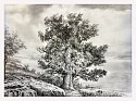 Rick Shaefer, Lone Oak with Distant Shore
2026, charcoal on vellum