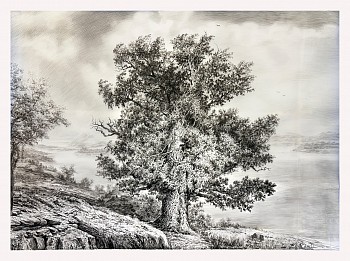 Rick Shaefer -&nbsp;Lone Oak with Distant Shore, 2026 charcoal on vellum 53 1/2 x 70 inches SHAEF133